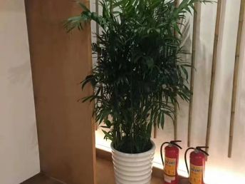 深圳羅湖花卉租擺 從盆栽批發(fā)到綠化養(yǎng)護(hù)的一站式服務(wù)