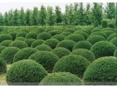 苗木品種大全與昆明綠色植物租賃 云南迦楠園林綠化的專業(yè)服務(wù)